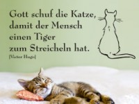 Wandtattoo Zitat Gott erschuf die Katze